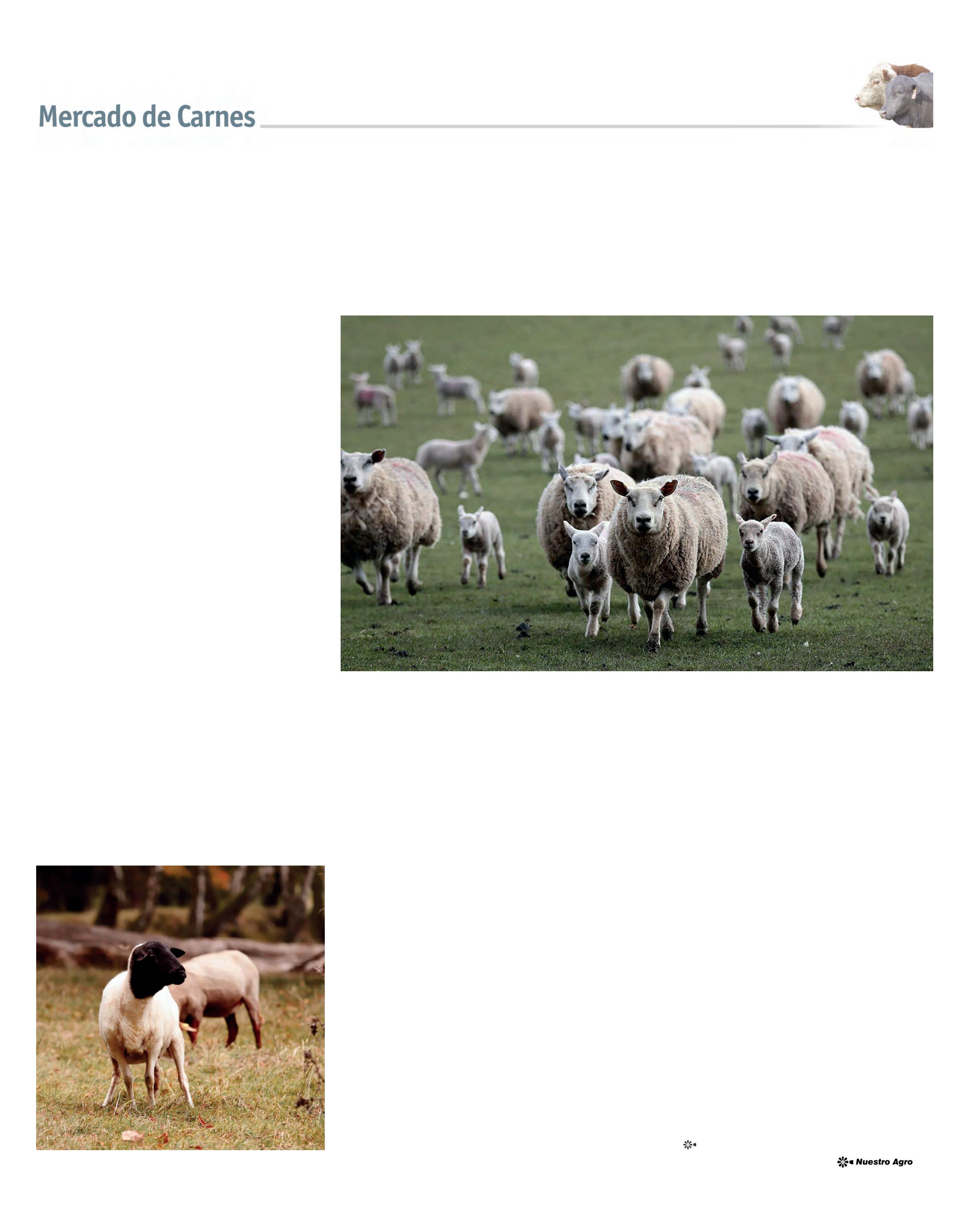 REVISTA NUESTRO AGRO ABRIL 2026 N° 389 - página 17