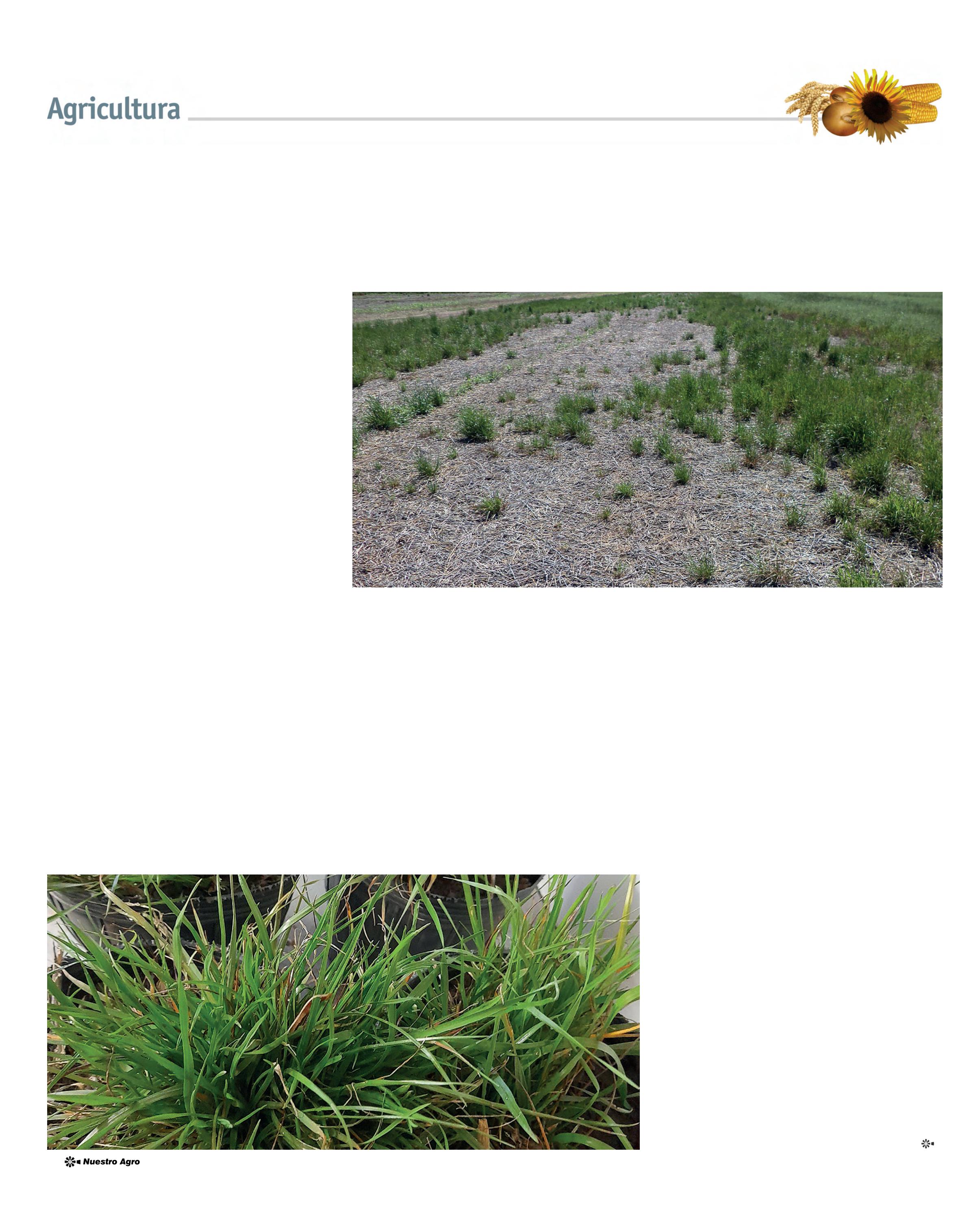 REVISTA NUESTRO AGRO ABRIL 2026 N° 389 - página 22
