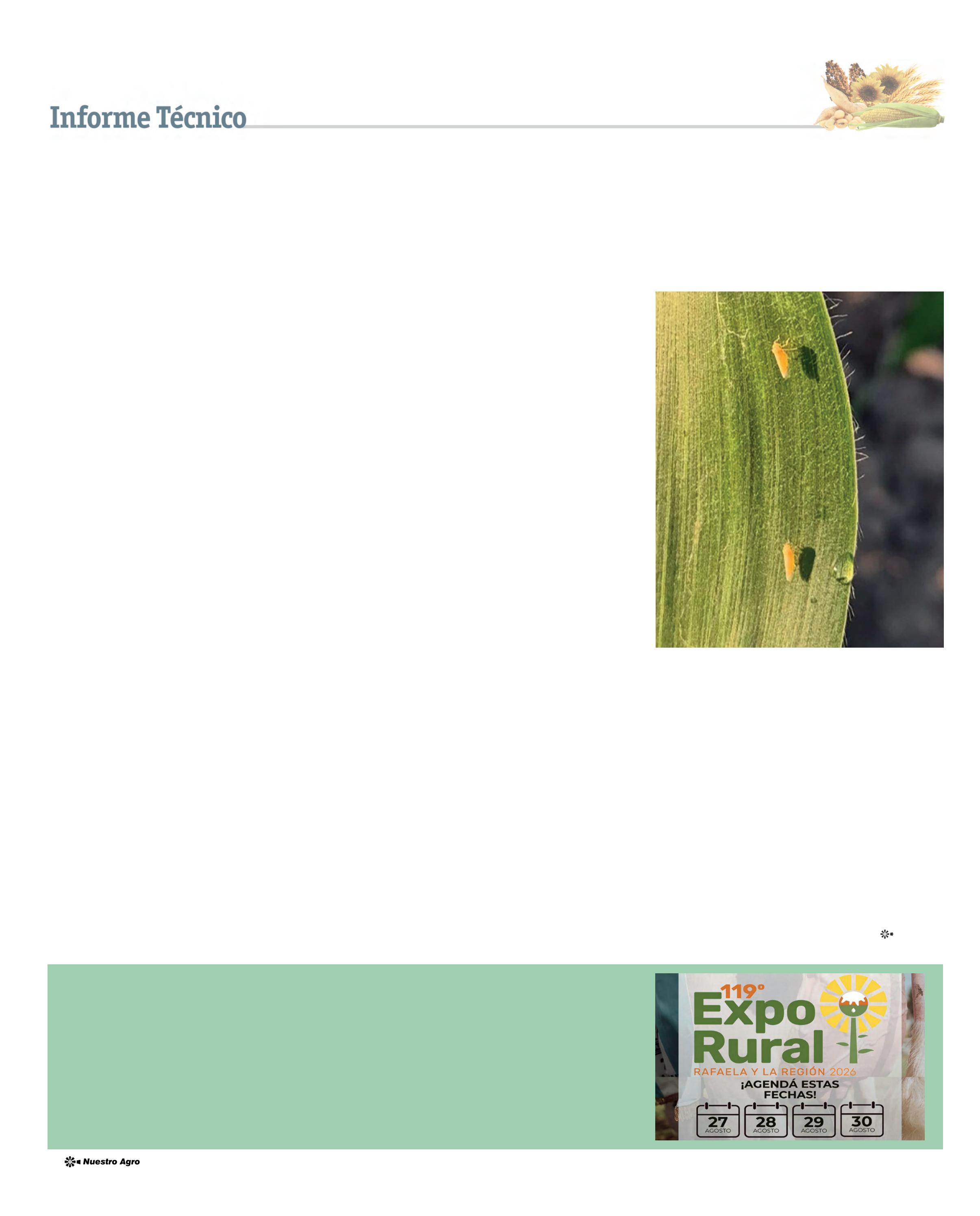 REVISTA NUESTRO AGRO FEBRERO 2026 N° 387 - página 20