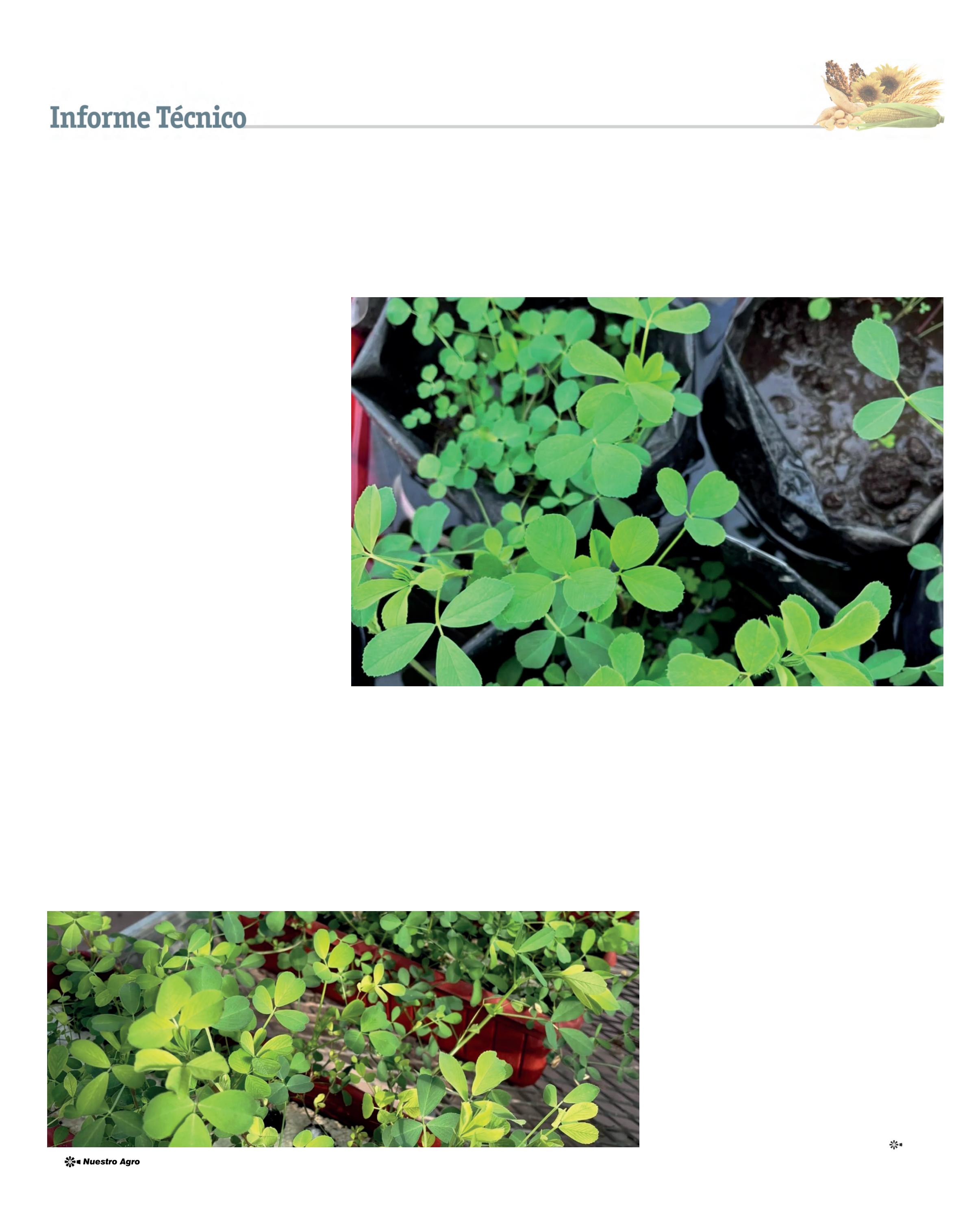 REVISTA NUESTRO AGRO MARZO 2026 N° 388 - página 20