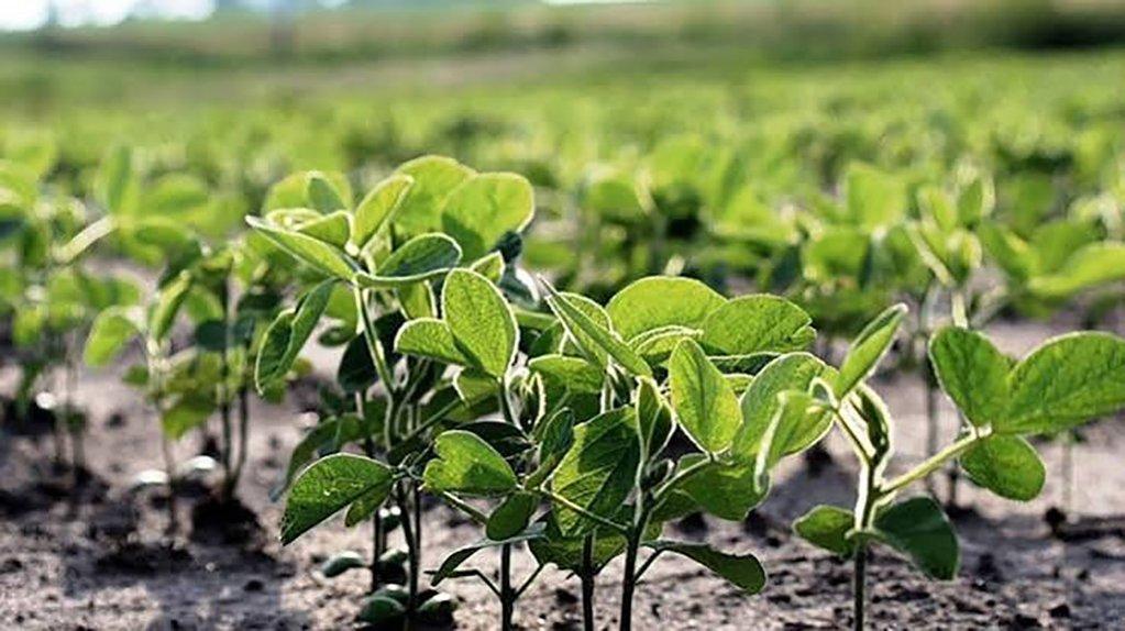 Soja “táctica”: la región núcleo ajusta estrategias para aprovechar los excesos de El Niño